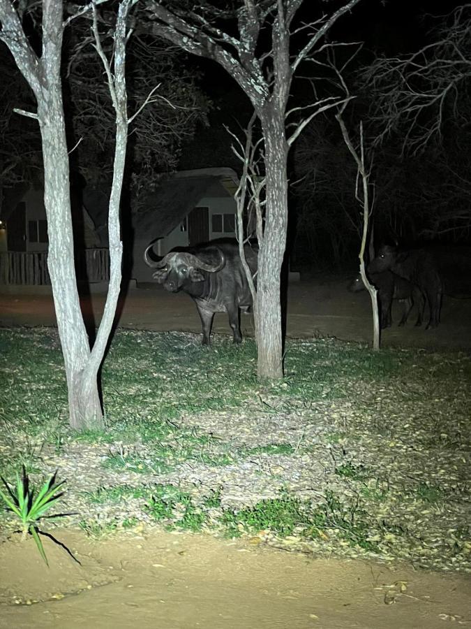 Wild Ride Safaris And Bush Camp Villa โฮดสปรูท ภายนอก รูปภาพ