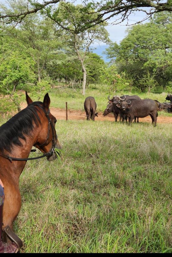 Wild Ride Safaris And Bush Camp Villa โฮดสปรูท ภายนอก รูปภาพ